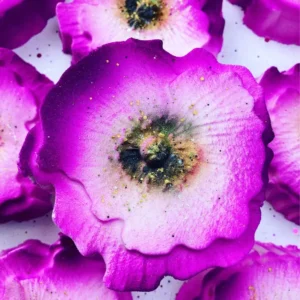 Bombe de bain Pink Poppy
