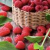 Framboise – Image 2