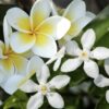 Frangipanier et Jasmin – Image 2