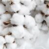 Fleur de coton – Image 2